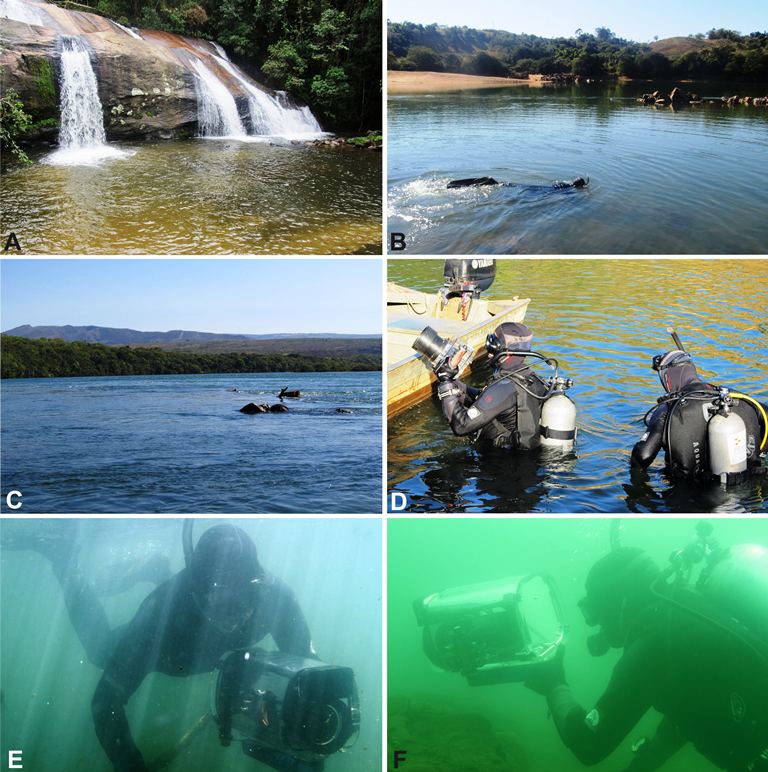 A – Ponto amostral na cabeceira do Rio Grande em Bocaina de Minas; B – Ponto amostral no alto Rio Grande em Ribeirão Vermelho; C – Ponto amostral no médio Rio Grande em São José da Barra; D – Preparação para o mergulho; E – Mergulho livre; F – Mergulho autônomo