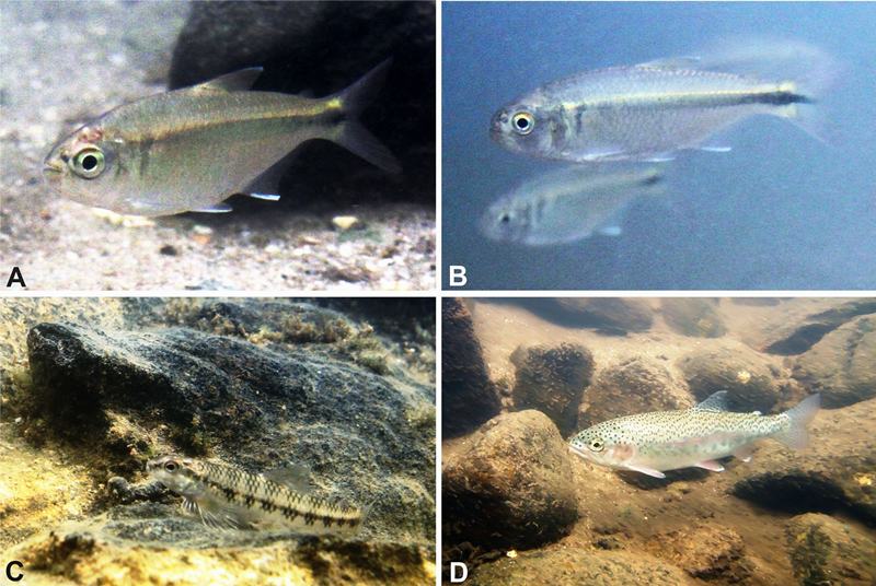 Espécies de peixes observadas na cabeceira do Rio Grande: A - Lambari-do-rabo-vermelho (Astyanax fasciatus); B - Lambari (Astyanax scabripinnis); C - Mocinha (Characidium cf. fasciatum); D - Truta-arco-íris (Oncorhynchus mykiss)