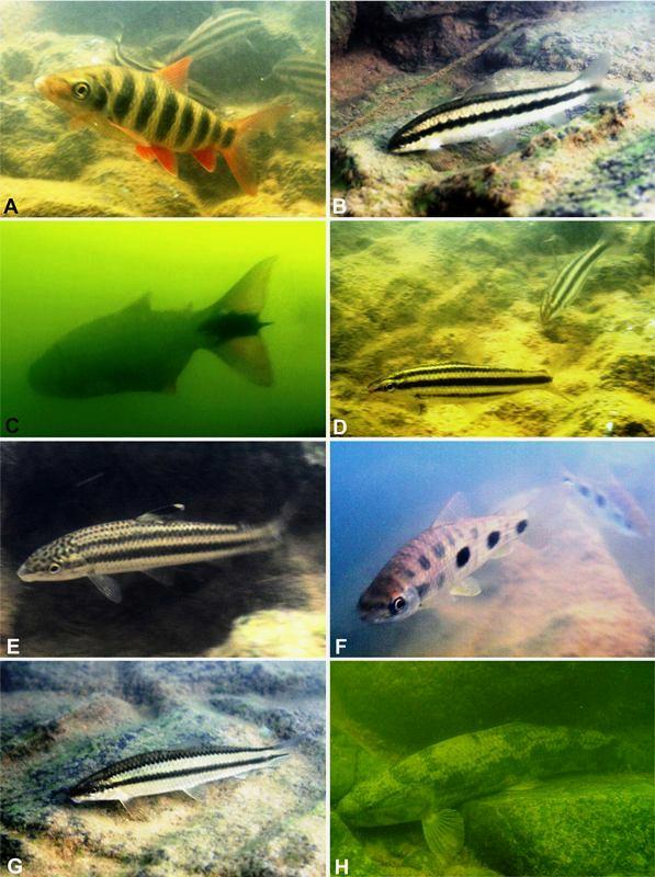 Espécies de peixes observadas no alto Rio Grande: A - Flamenguinho (Leporinus octofasciatus); B - Charuto (Parodon nasus); C - Dourado (Salminus brasiliensis); D - Timburé (Leporinus striatus); E - Piau-rola (Leporellus vittatus); F - Piau-três-pintas (Leporinus friderici); G - Canivete (Apareiodon affinis); H - Traíra (Hoplias malabaricus)