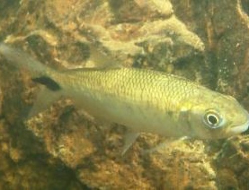 A pirapitinga no Rio Cipó, espécie ameaçada